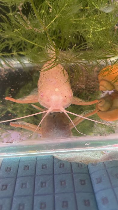 Таракатум сомик аквариумный