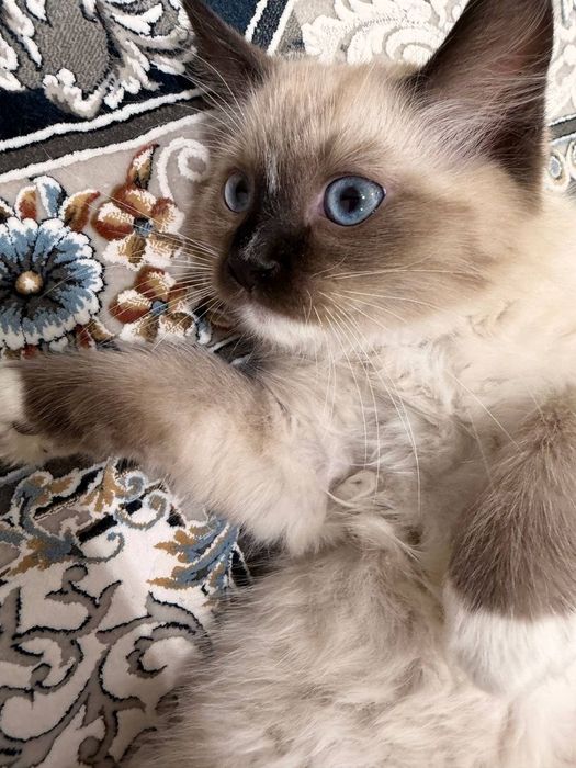 Продаётся Регдолл котёнок!!!