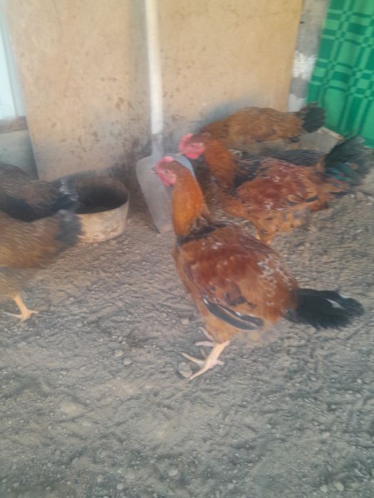 Продается-4500тг