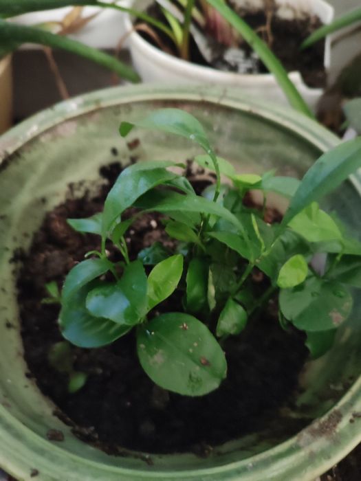 Продам отростки мандаринов