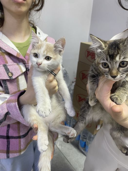 ОТДАМ КОТЯТ бесплатно мальчик девочка