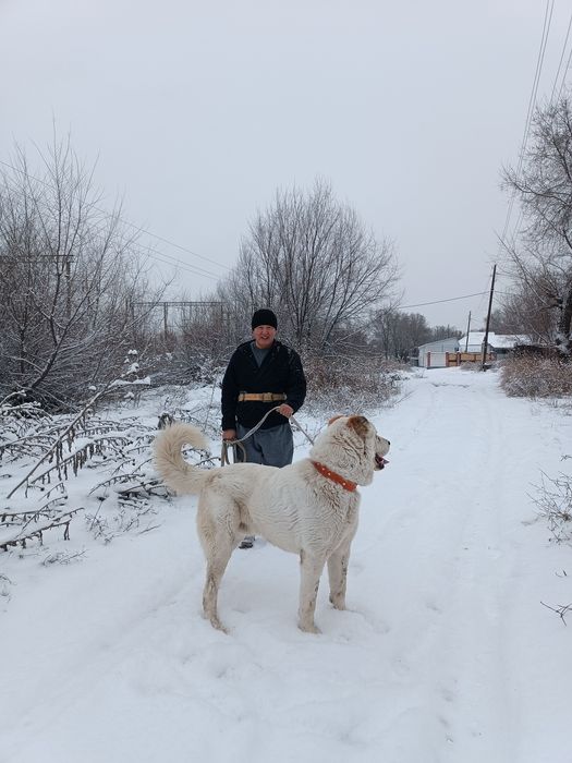 Төбет  3 жасар САО