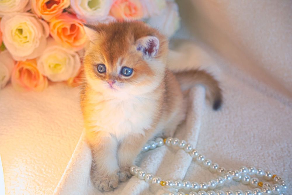 Британская  золотая шиншилла. С родословной и прививками!