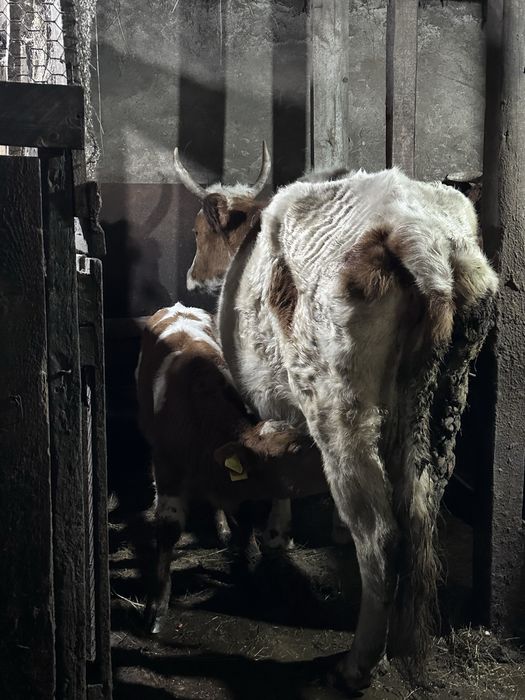 Коровы и телята