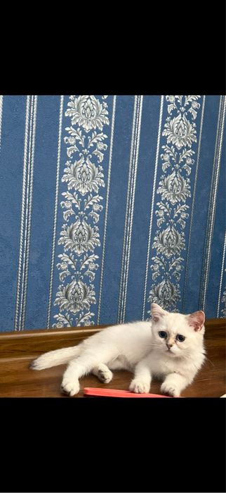 Британская короткошерстая