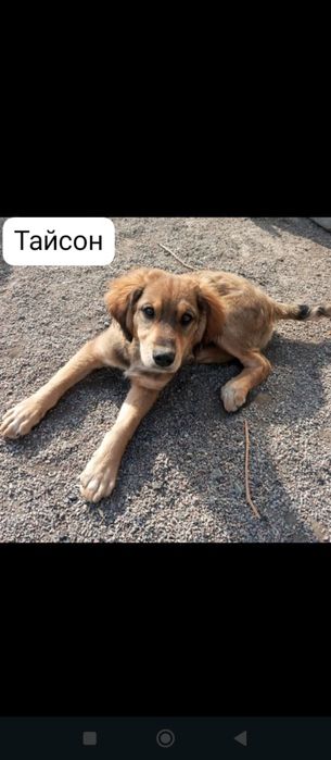 Отдам щенков в добрые руки