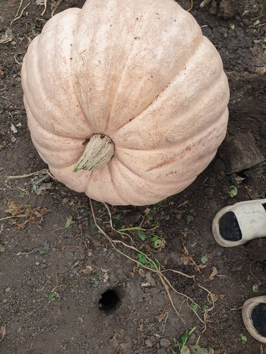 Продам домашнюю  тыкву