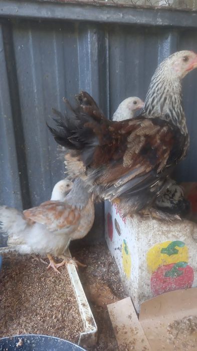 Цеплята 3-х месячные