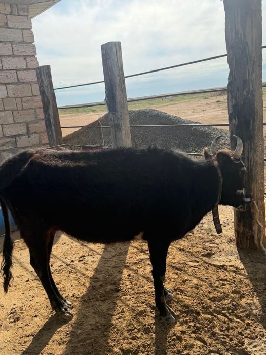 Бұзаулы сиырлар сатылады