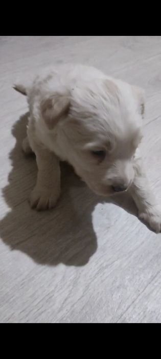 Щенки злые месяц от роду