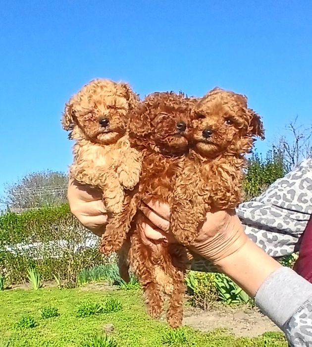 Той пудел момченца