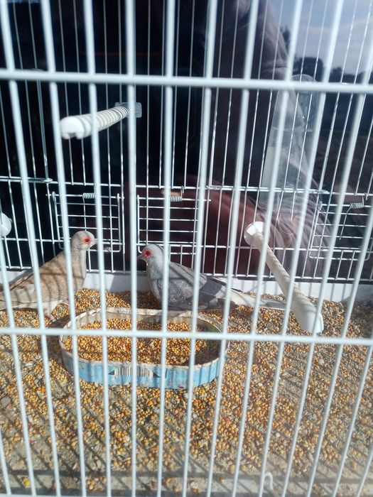 Turturele diamant ( o pereche matură și pui lor )