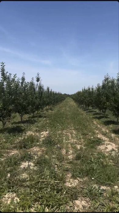 Яблоневый сад 5 га