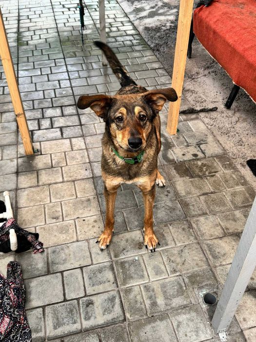 Отдам собаку ТОЛЬКО в хорошие руки