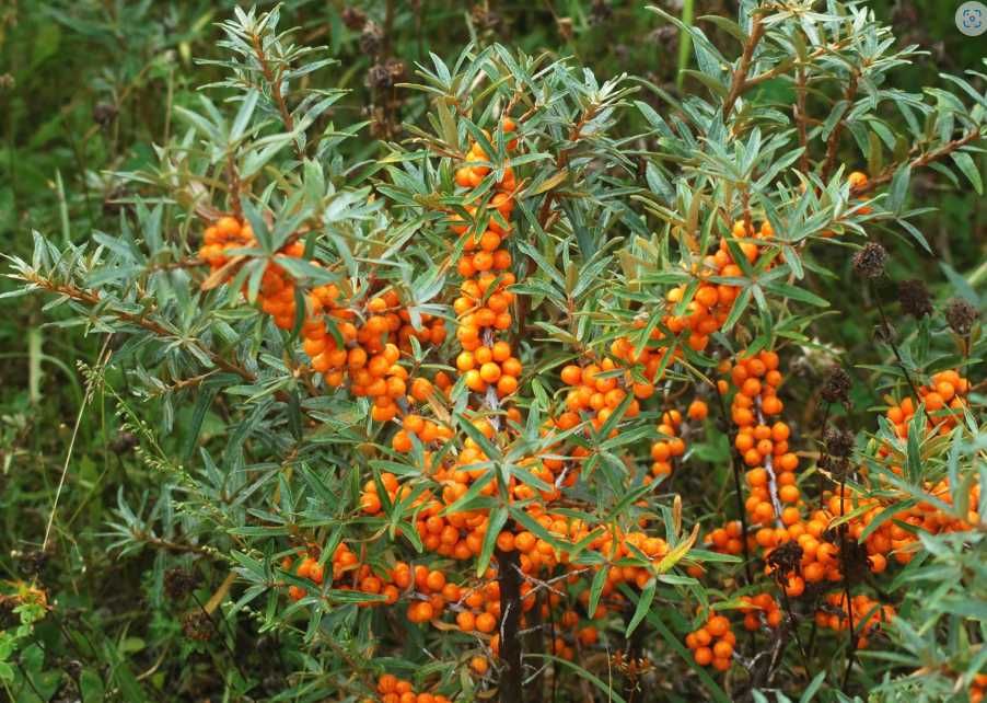 Butasi De Catina 1 an Clara/Serpei/Mara/Serpei  BIO