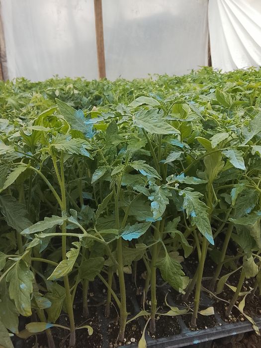 Răsaduri legume !!!