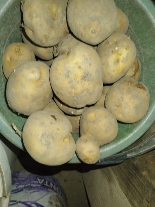 Продам картошку и семена