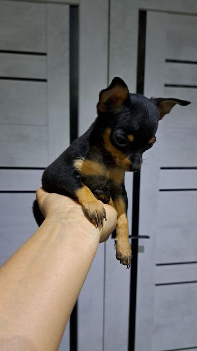 Продам мини той терьера