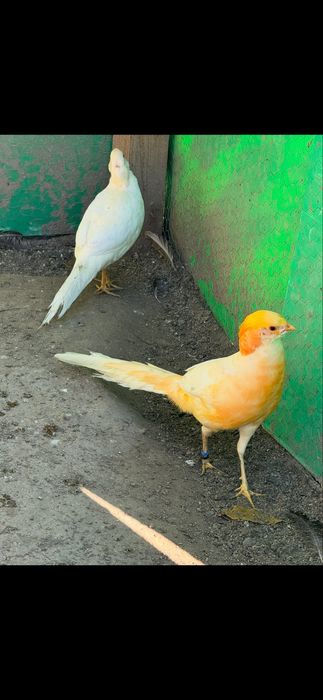 Fazani piersică/ auriu pe rosu/ auriu pe galben