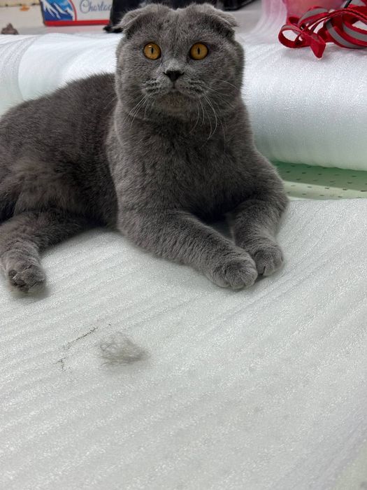 Шотландский вислоуха продаётся мальчик