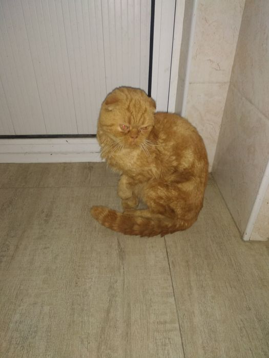 Jinsiy erkak zoti scttsh flod