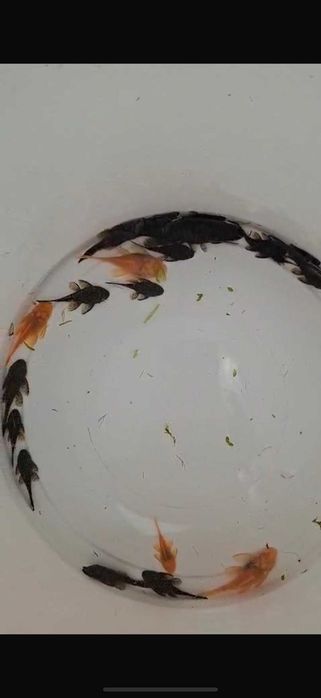 Аквариумные рыбки