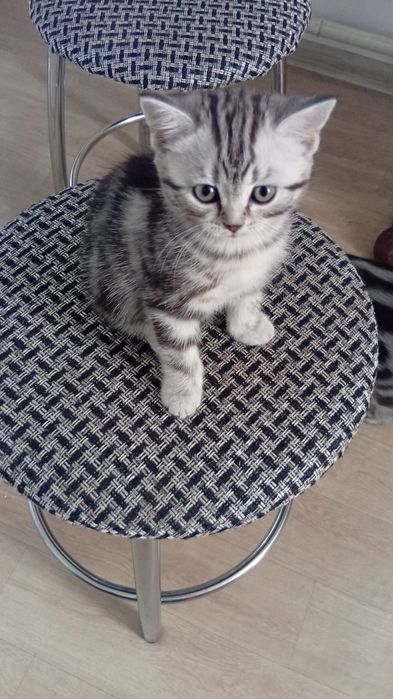 Продам кошечку 2 месяца