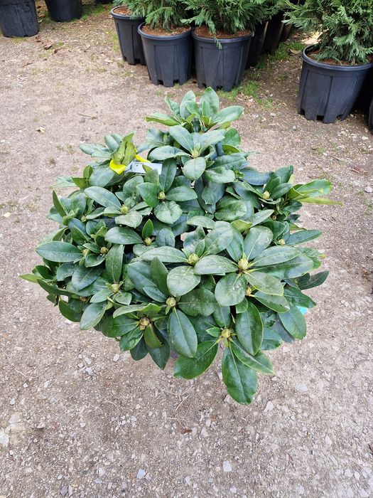 Plante glob, tuia, buxus, rhododendron, azalee, yucca, tei, platan etc