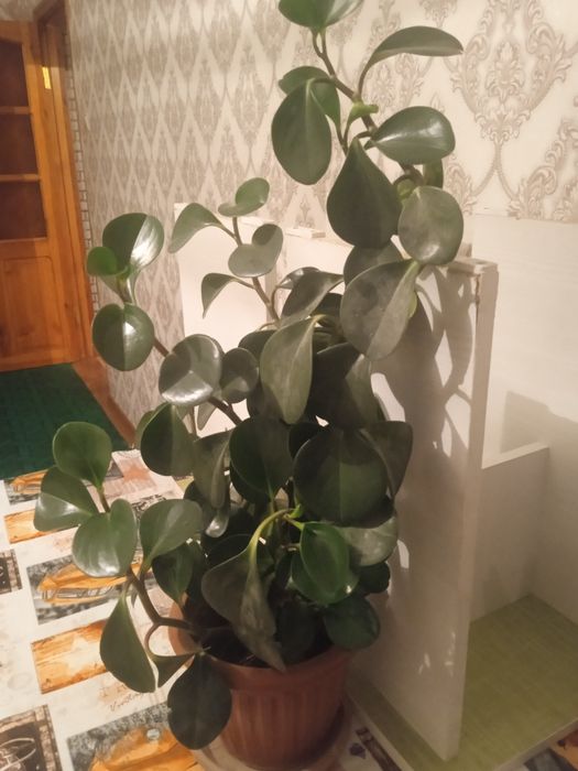 Комнатные растения цветы