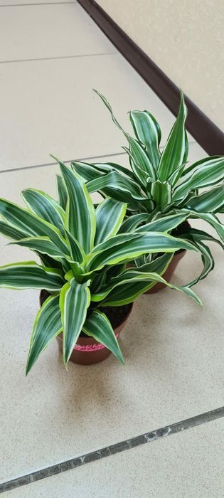 Продам комнатные цветы