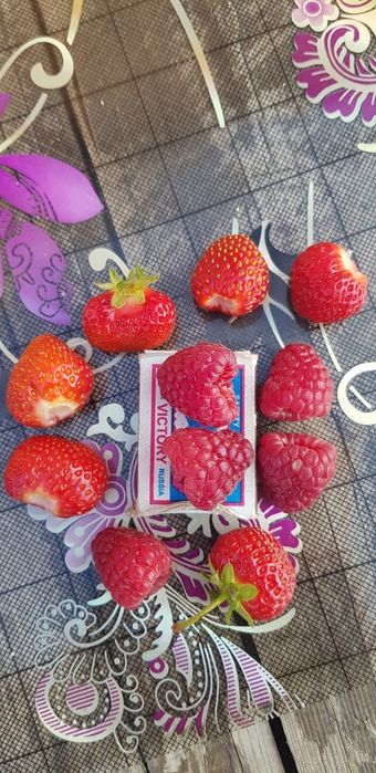 Продам саженцы малины ремонтантной