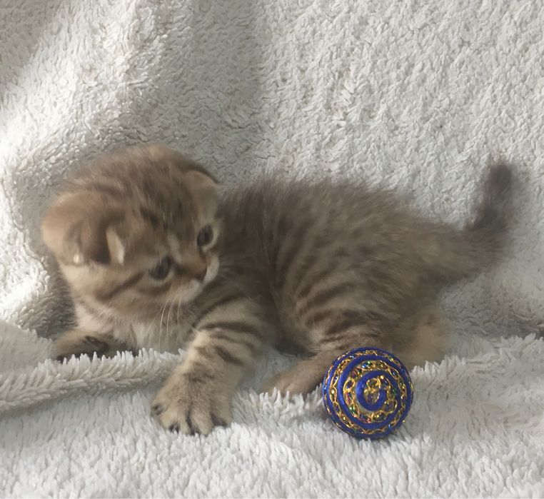 Шикарные плюшевые котята