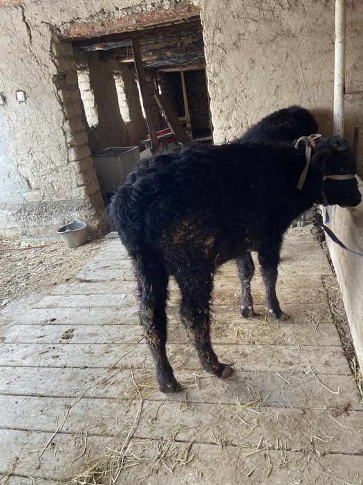 Ангус бұқа сатылады