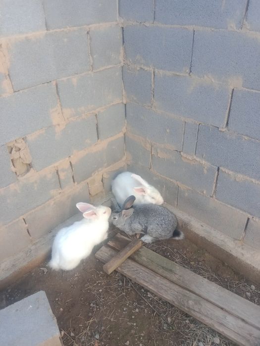 Қояан сатыладыы.