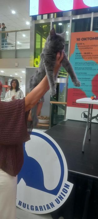 Коте от породата Мейн Кун