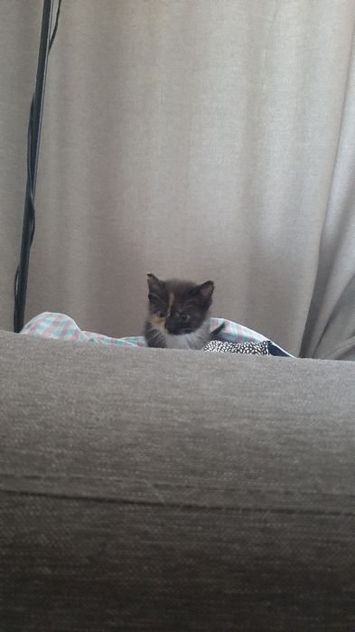 Котята , маленькие и красивые !
