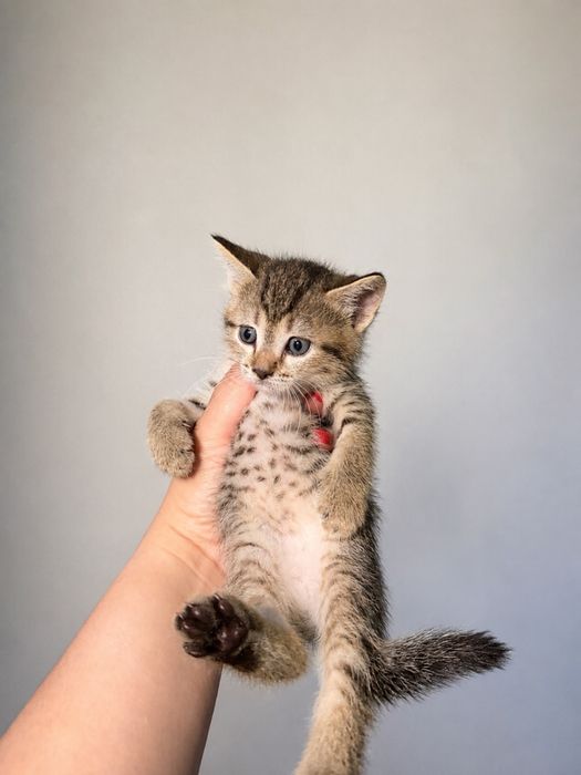 Отдам котят. Ответственным людям
