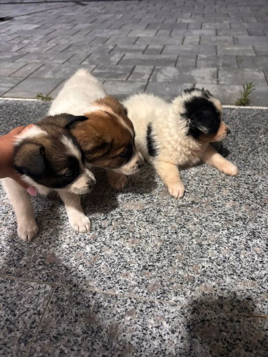 Ofer căței pentru adopție .