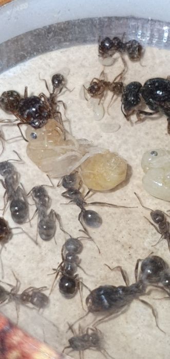 Формикарий от Антпланет без муравьёв.