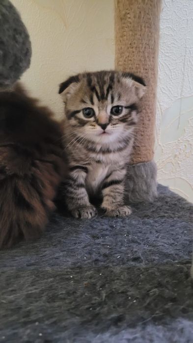 Продам двух котят