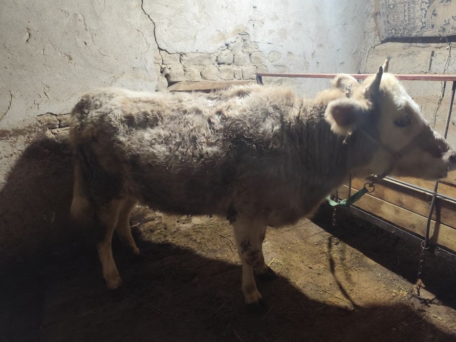 Семиз буаз кашар сатылады