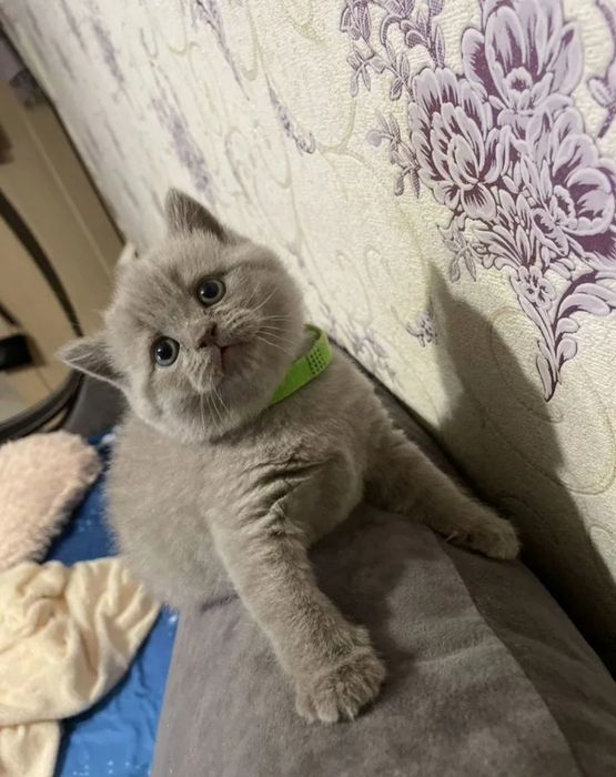 Британский короткошерстный котёнок