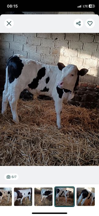 De vanzare vitel in varsta de 2 luni jumate !