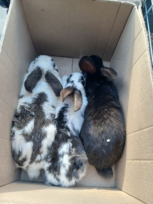 Quyon sotiw 3 ta bor srochna