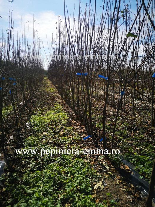 Pepiniera Emma  - POMI FRUCTIFERI ALTOITI - Livram in toata Romania
