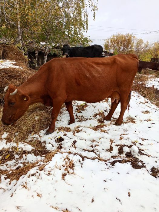 Продам дойную корову