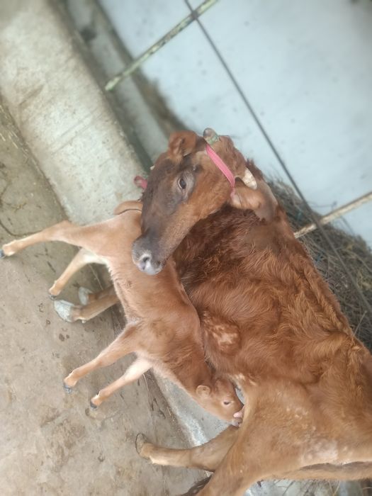 Ena bola mol sotiladi