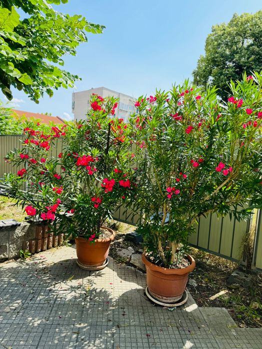 Продават се : Олеандър