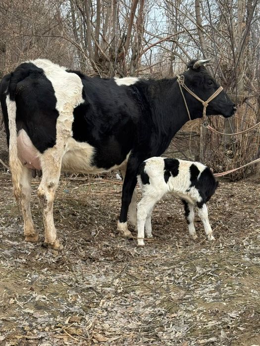 Парода чёрна пёстрый 2 тума.