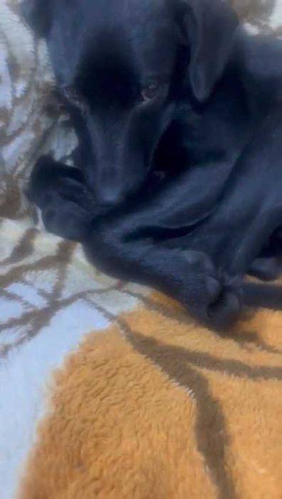 Ищем очень ответственных хозяев